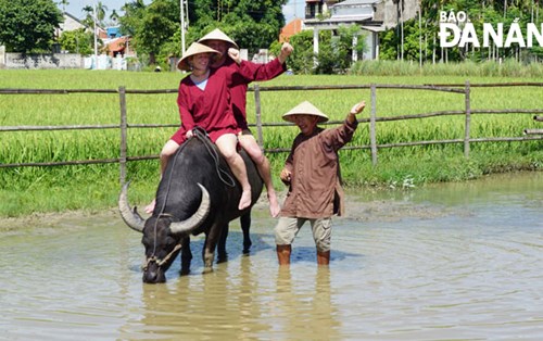 Khi con trâu cùng làm... du lịch